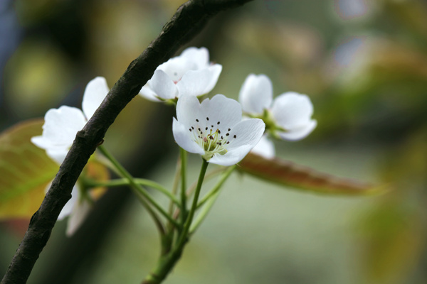 白梨花图片