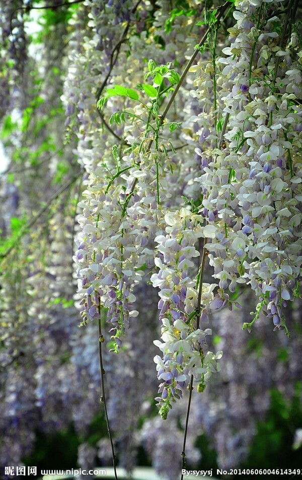 紫藤花图片