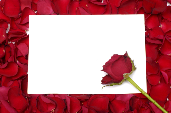 一支玫瑰花玫瑰花瓣卡片图片