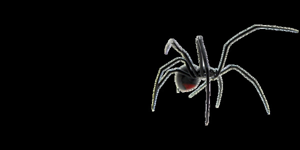 黑蜘蛛免抠png透明图层素材
