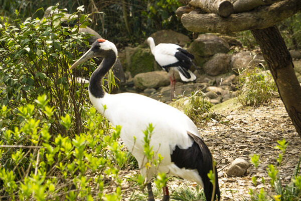 白色丹顶鹤动物摄影