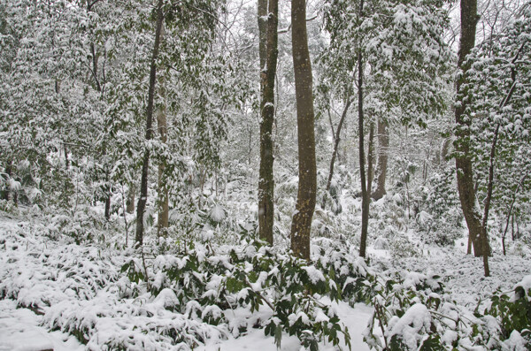 森林雪景图片