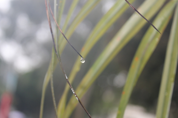 雨中树上的雨滴图片