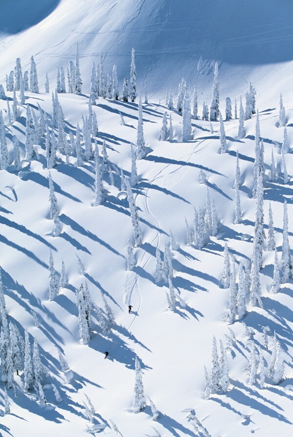 滑雪的运动员摄影图片