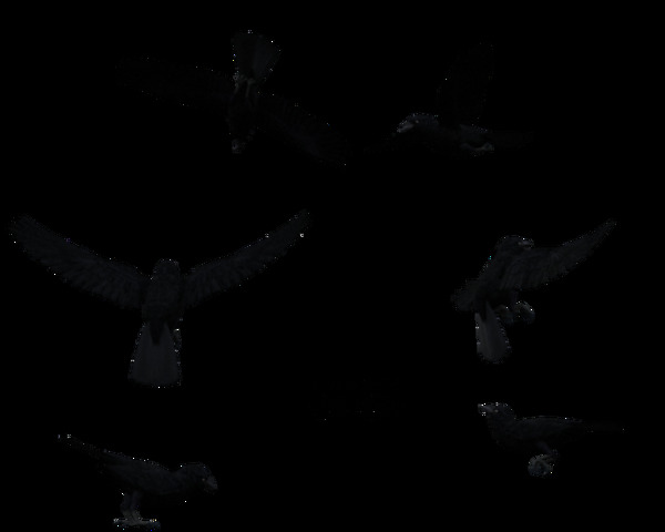六种姿态乌鸦免抠png透明素材