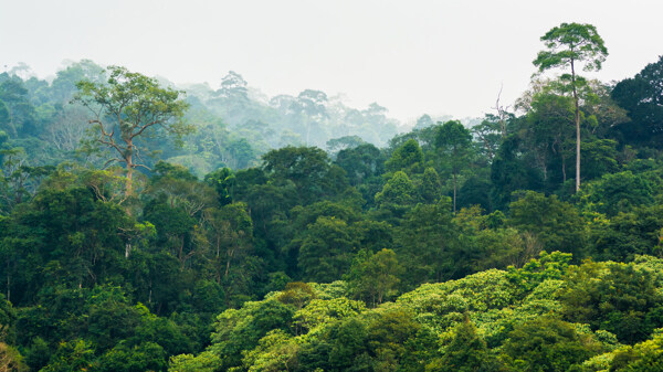 热带雨林风景摄影