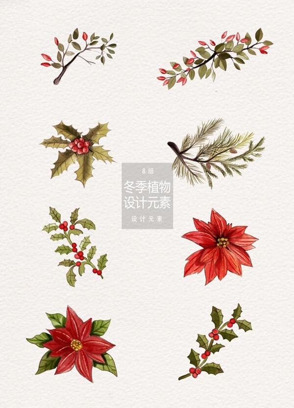 手绘水彩冬季圣诞植物装饰素材