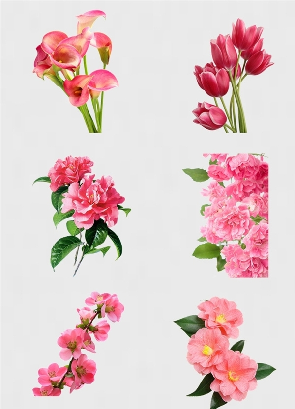 粉色鲜花花束免扣PNG花朵素材