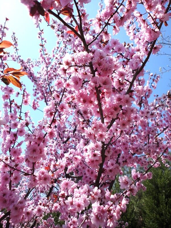 泰山杏梅花图片