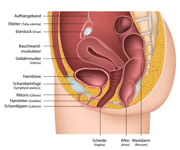 女性性器官剖面注释矢量素材