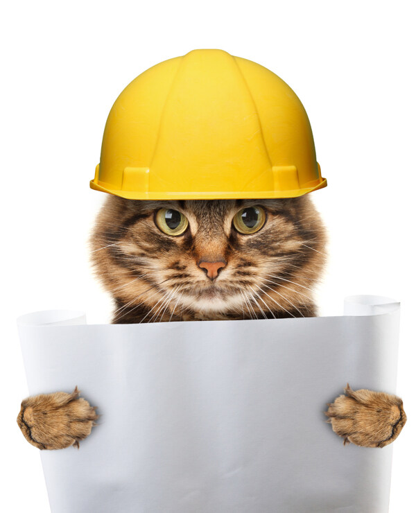 建筑工程师小猫