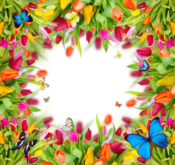 郁金香鲜花蝴蝶背景图片