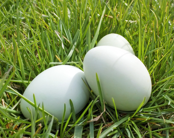 鸡蛋在草