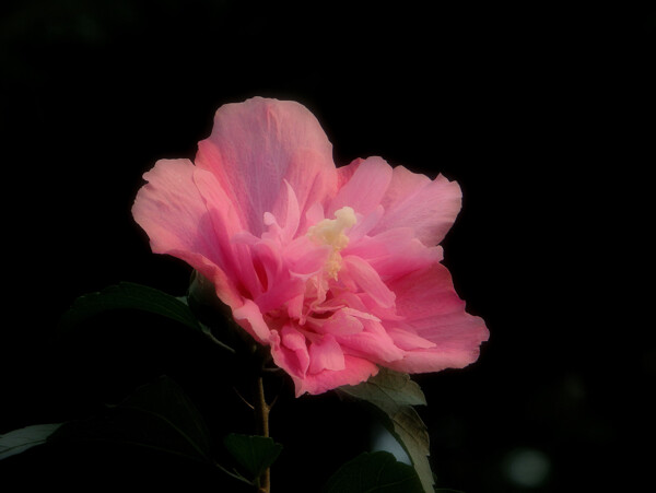 唯美粉色木槿花图片
