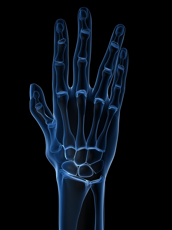手掌骨骼结构图片