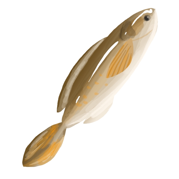 鱼类美味食材插画