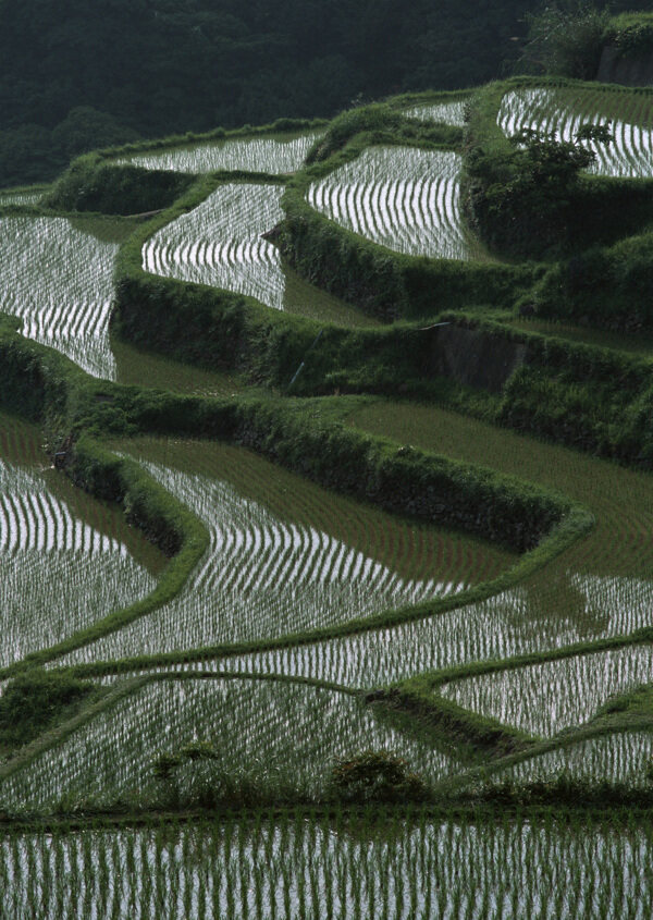 乡村田园图片庄稼植物田野