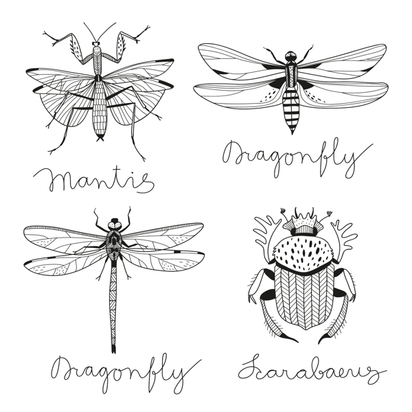 手绘线描昆虫矢量图