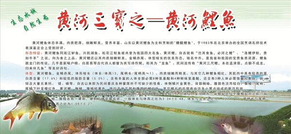 黄河鲤鱼