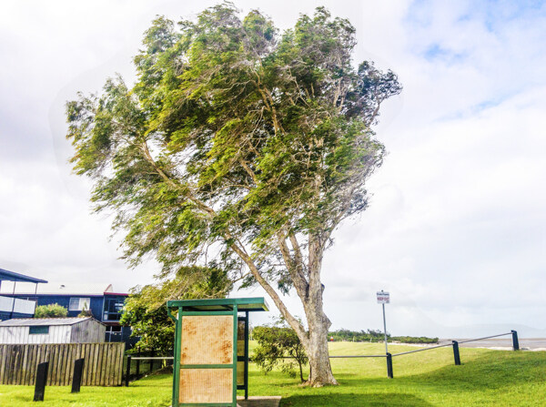 澳洲草地上巨大的树木和公交车站