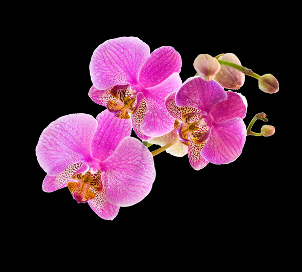 位图写实花卉植物花朵免费素材