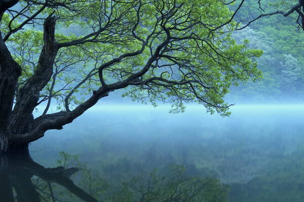 树植物水风景山