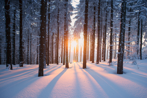 冬季林间雪景图片
