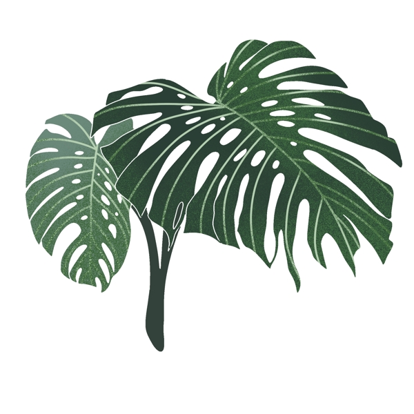 热带植物树叶