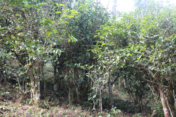 老班盆茶树林图片
