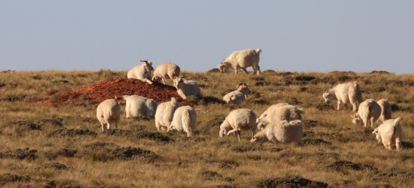 内蒙乌拉特羊群