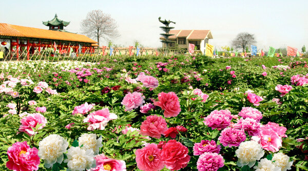 菏泽百花园牡丹图片