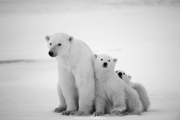 靠在一起的北极熊图片