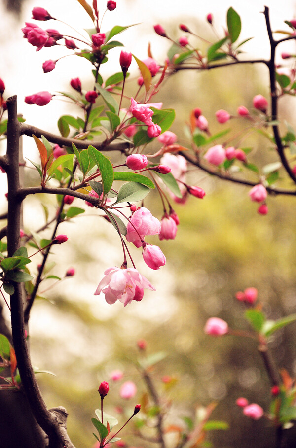 桃花灼灼图片