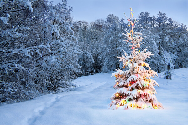 冬天雪地里的圣诞树图