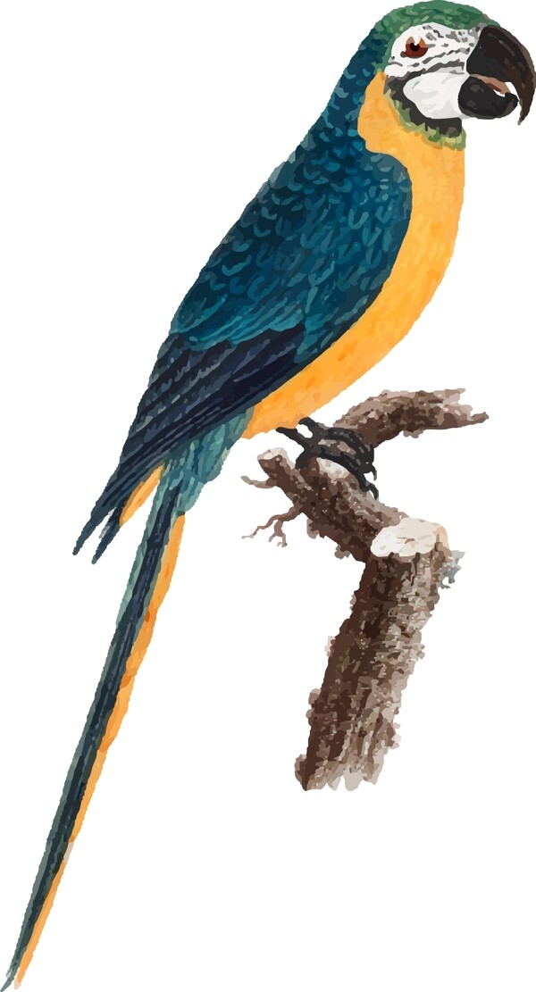 鸟类鹦鹉手绘矢量彩色元素