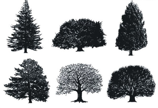 树木精细素描矢量素材