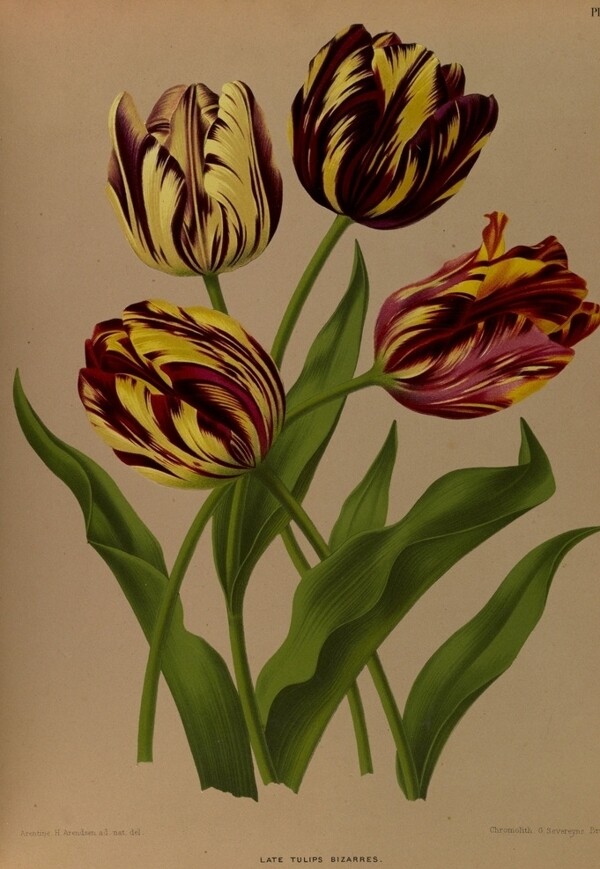 复古手绘郁金香植物图插画图片