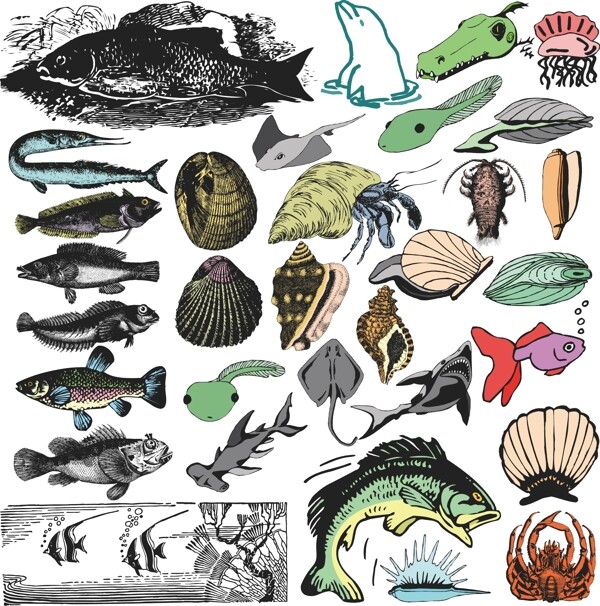 海螺贝壳海豚海底世界图片