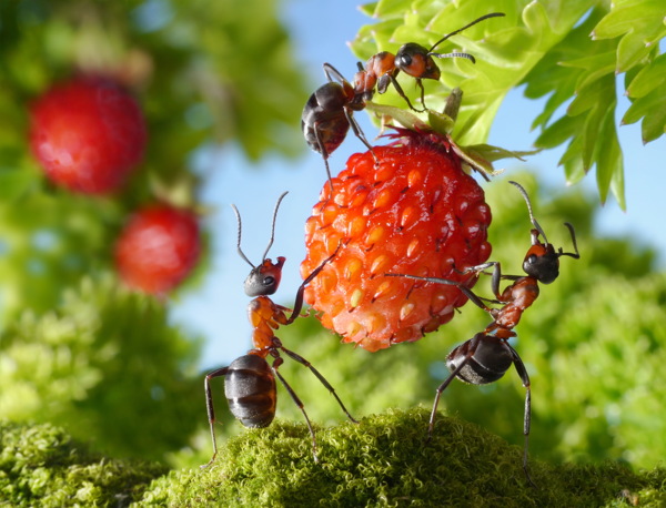 摘果实的蚂蚁图片