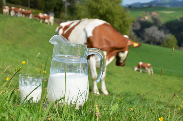 牧场上的牛奶图片