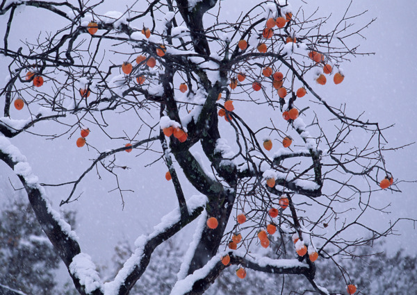 户外树枝的积雪图片