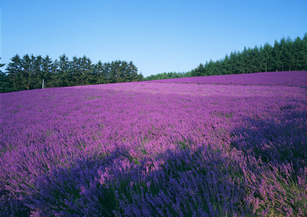 薰衣草花海