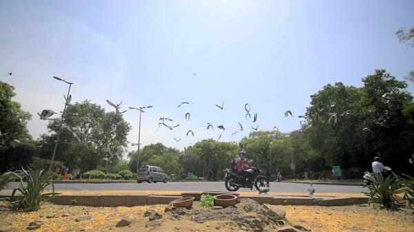 成群的鸽子被印度十字路口吓了一跳