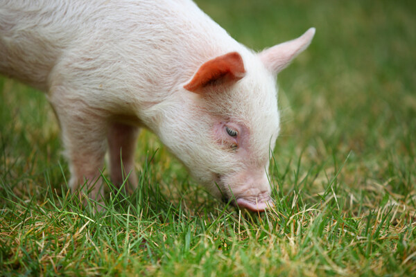 草地上的小猪