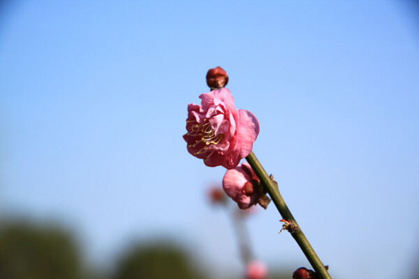 冬日梅花图片