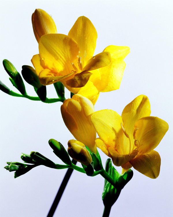 高清黄色花朵