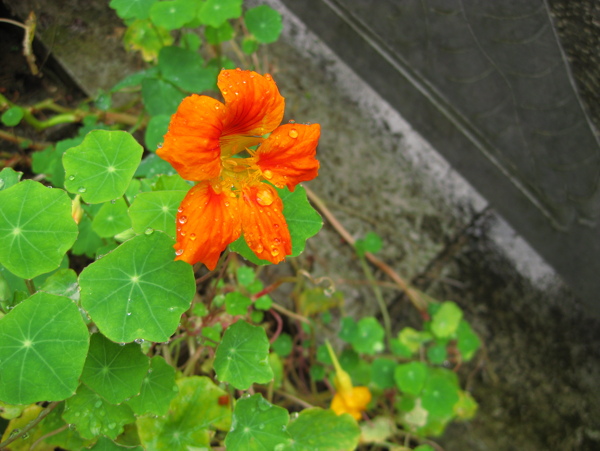 雨中花图片