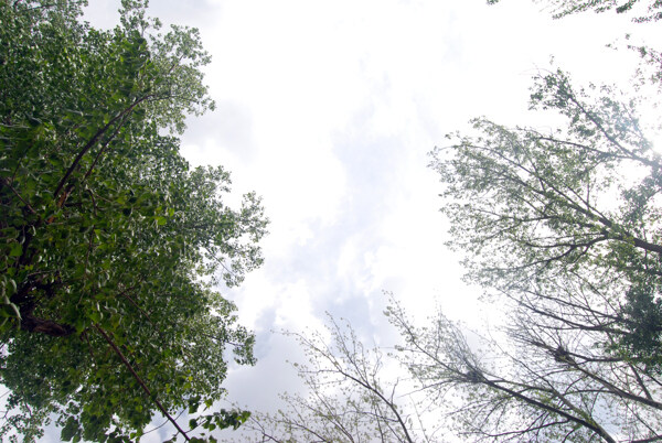 天空白云绿树图片