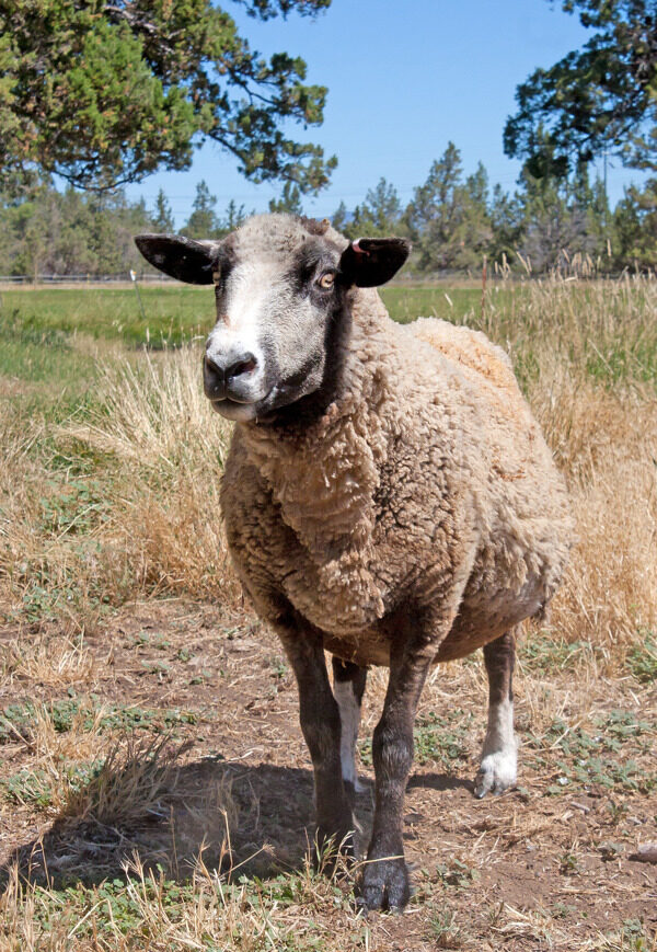 色sheep01洛兰考羊
