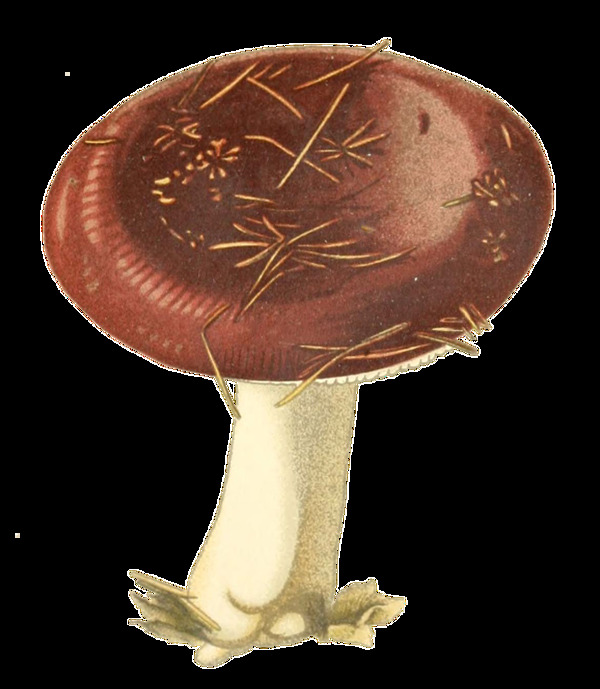 一朵深山野蘑菇透明装饰素材